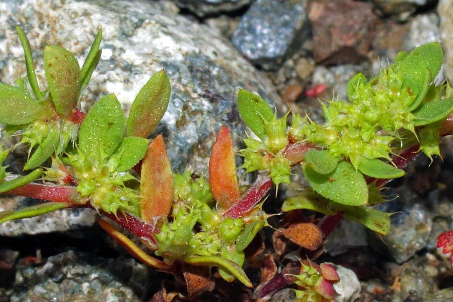 Paronychia echinulata